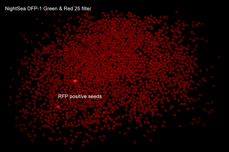RFP陽(yáng)性和陰性黃色種子的熒光圖像