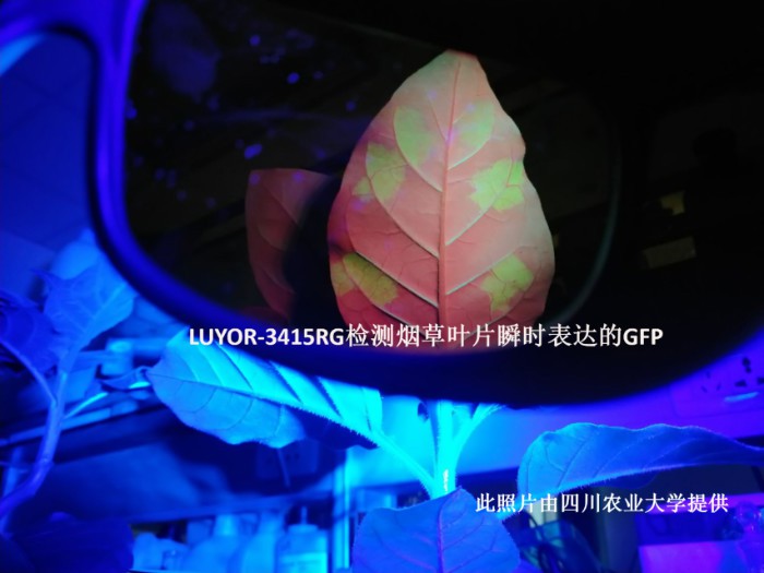 LUYOR-3415RG照射煙草葉片中的GFP瞬時表達