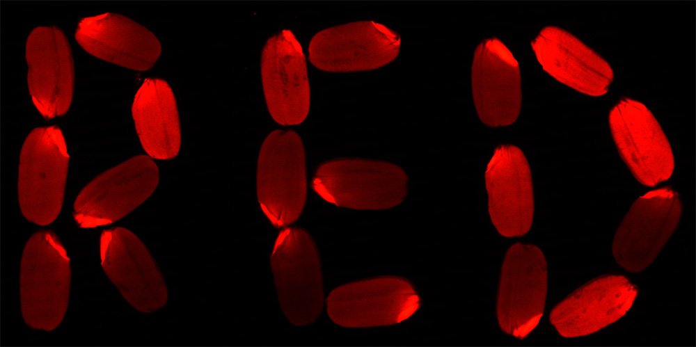 紅色熒光蛋白 TagRFP在水稻種子上面表達(dá)的效果