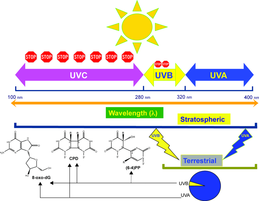 不同波段紫外線燈的應(yīng)用_UVA/UVB/UVC